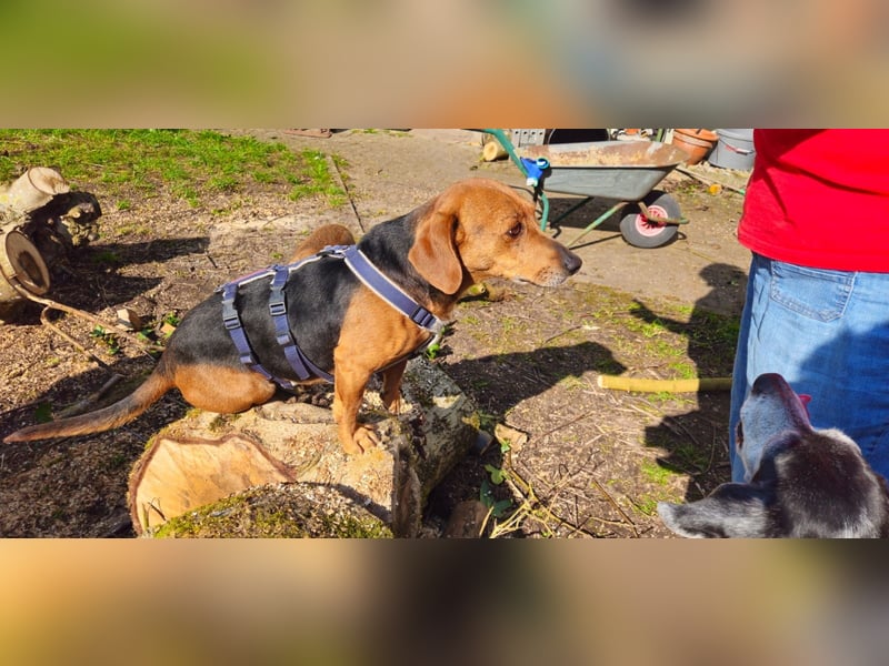 Whisky - Kamerad durch dick und dünn