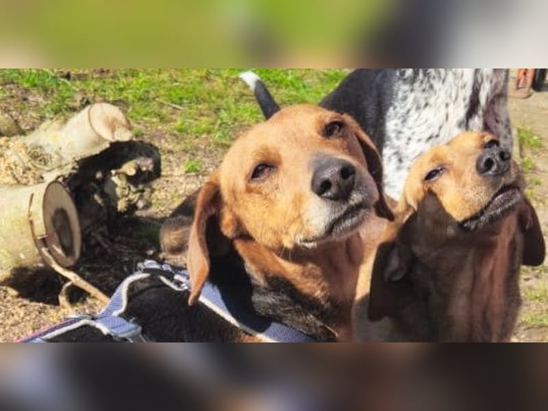 Whisky - Kamerad durch dick und dünn