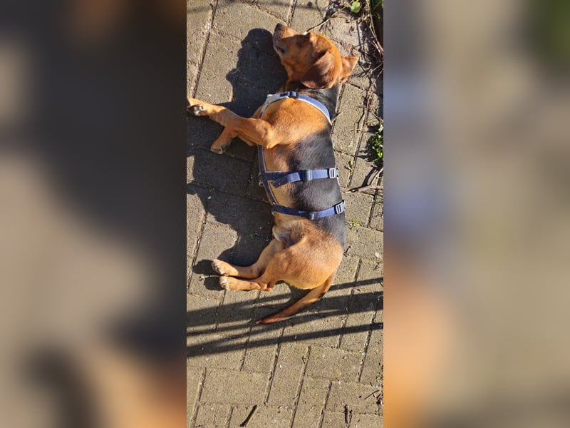 Whisky - Kamerad durch dick und dünn