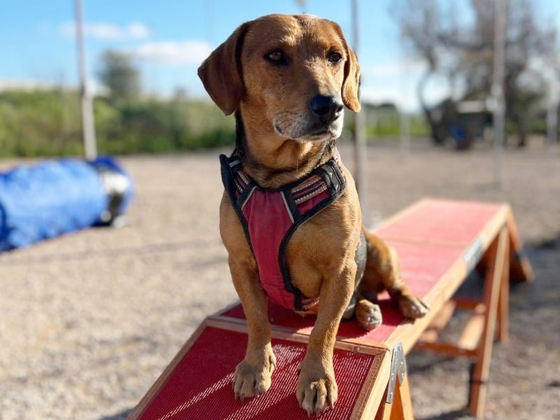 Whisky - Kamerad durch dick und dünn
