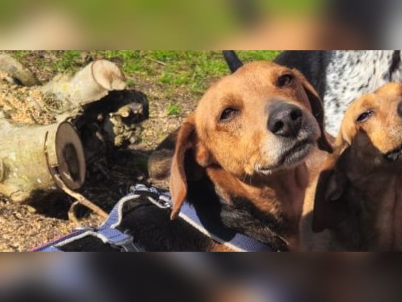 Whisky - Kamerad durch dick und dünn