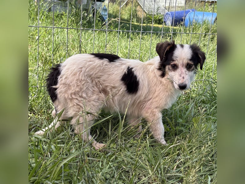 Elliot - jung und lernwillig