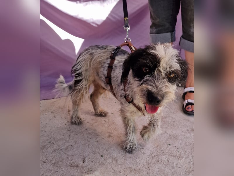 Whitney - neugierig und verschmust