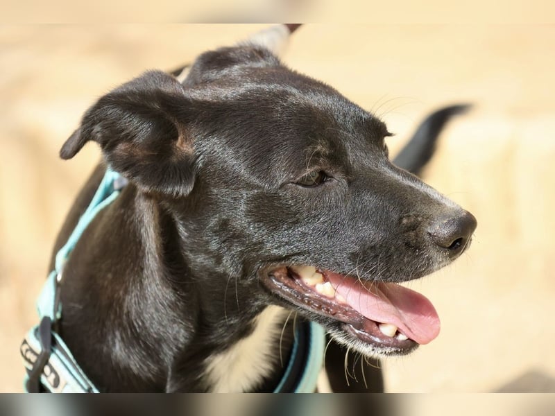 Ron - lässt sich gerne anfassen, freundlich und neugierig