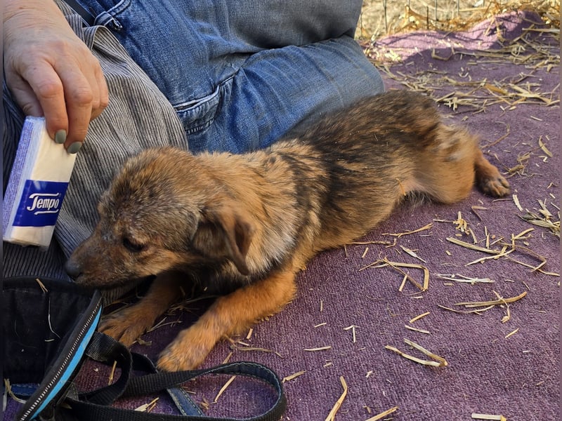 Anne - freundlich und verspielt