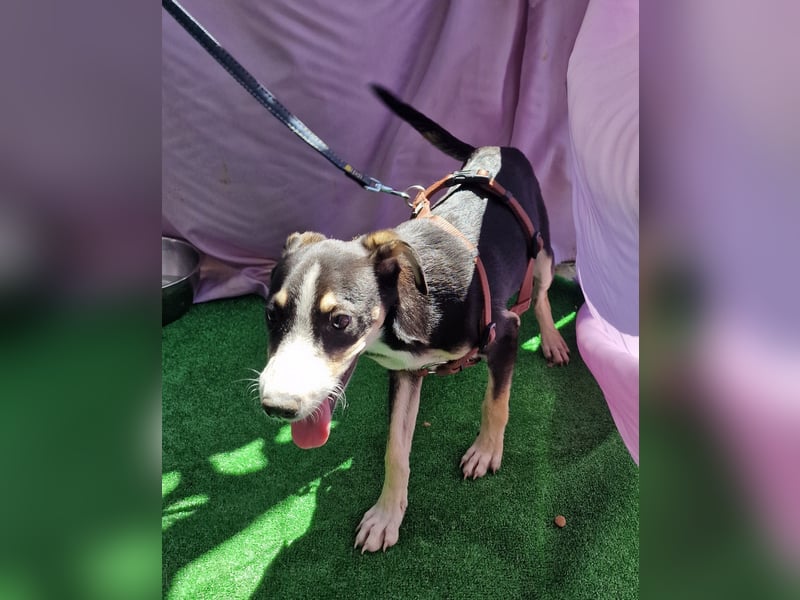 Paule - aufgeweckt und neugierig