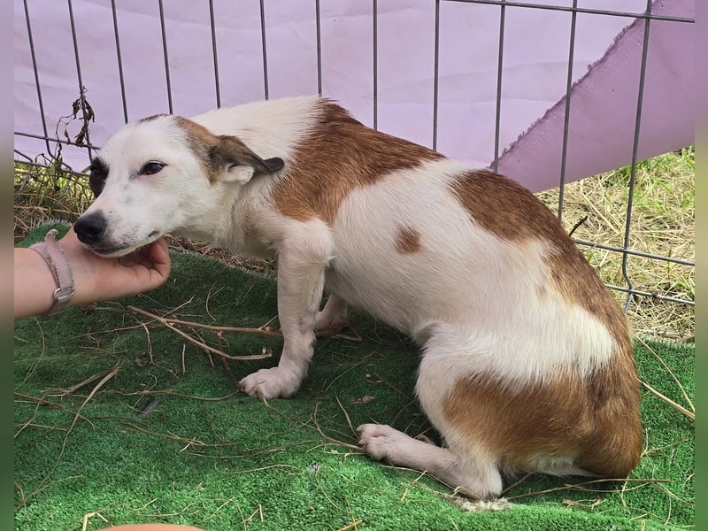 Minja - jung und verträglich