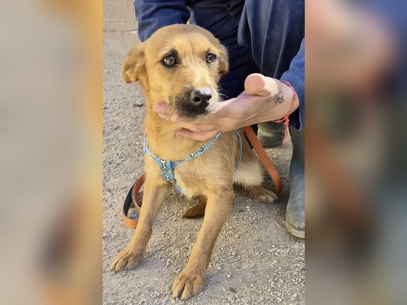 Diesel - lernwillig, freundlich und zutraulich