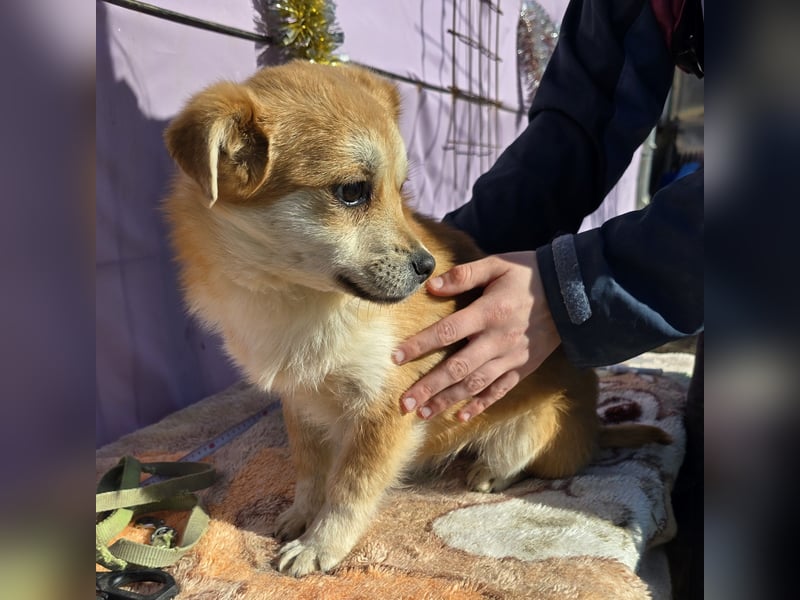 Lotte - gut verträglich - BEREITS IN DEUTSCHLAND