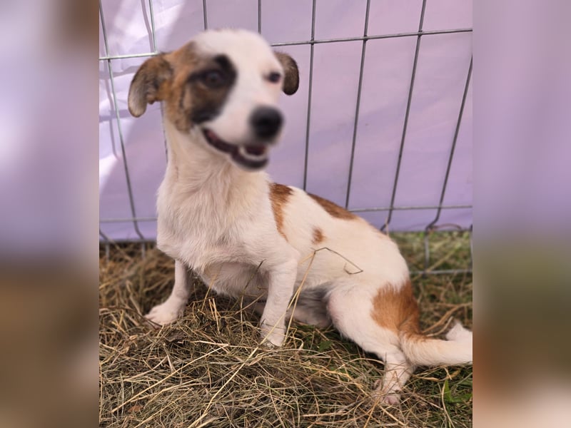 Minja - jung und verträglich