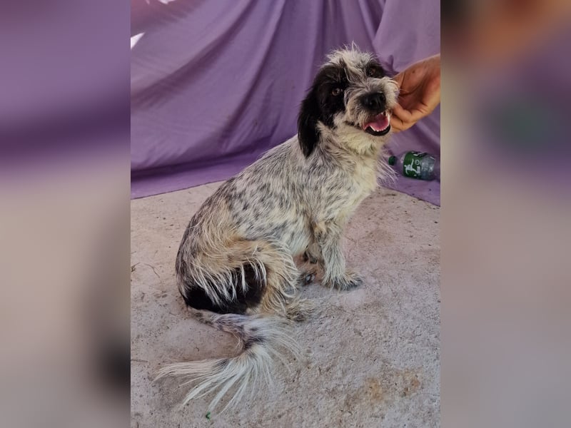 Whitney - neugierig und verschmust