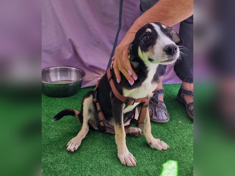 Paule - aufgeweckt und neugierig