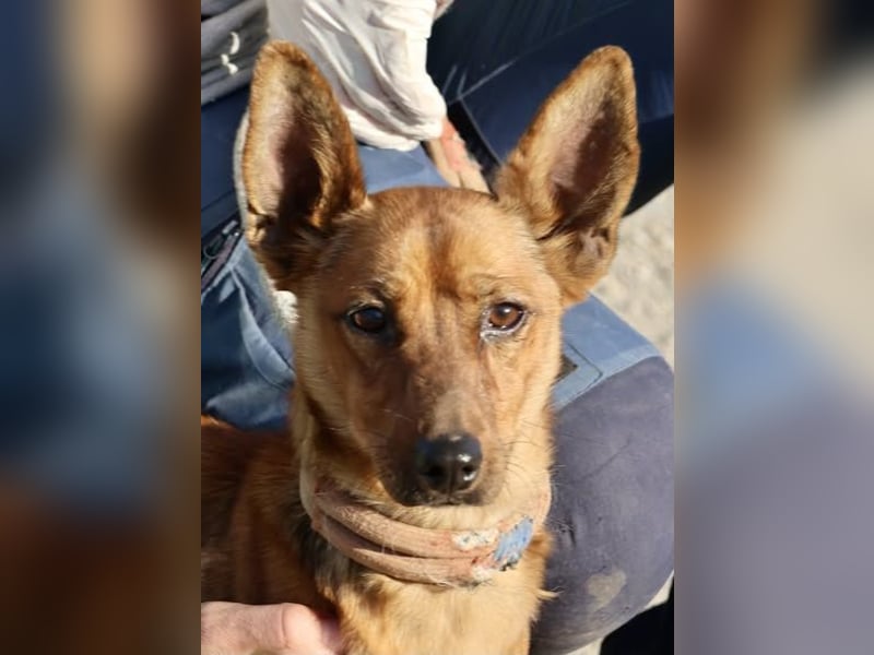 Rolo - verschmust, freundlich und neugierig