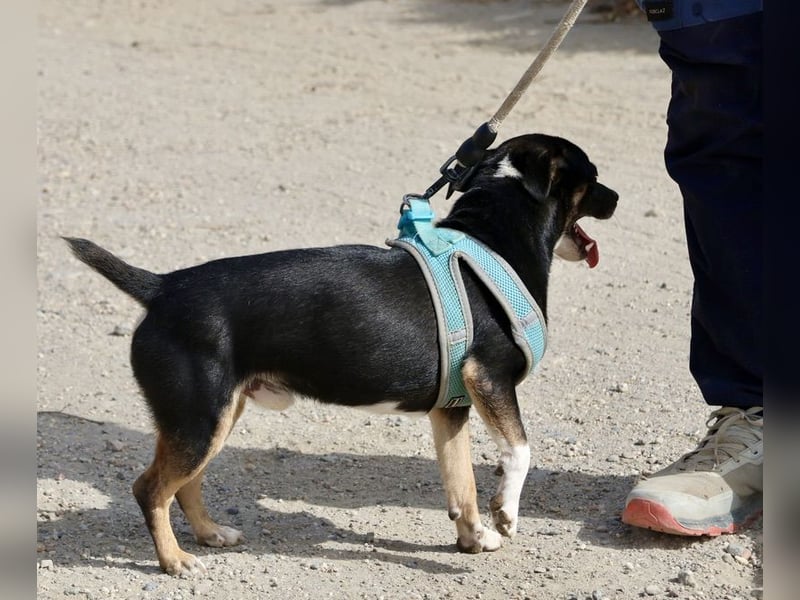 Toby - lässt sich gerne anfassen, zutraulich und aufmerksam