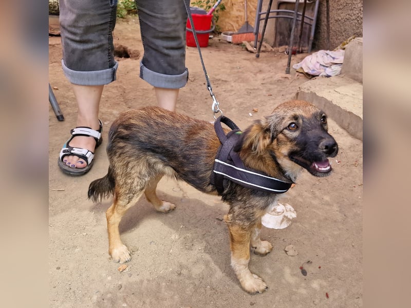 Enya - neugierig und aufmerksam