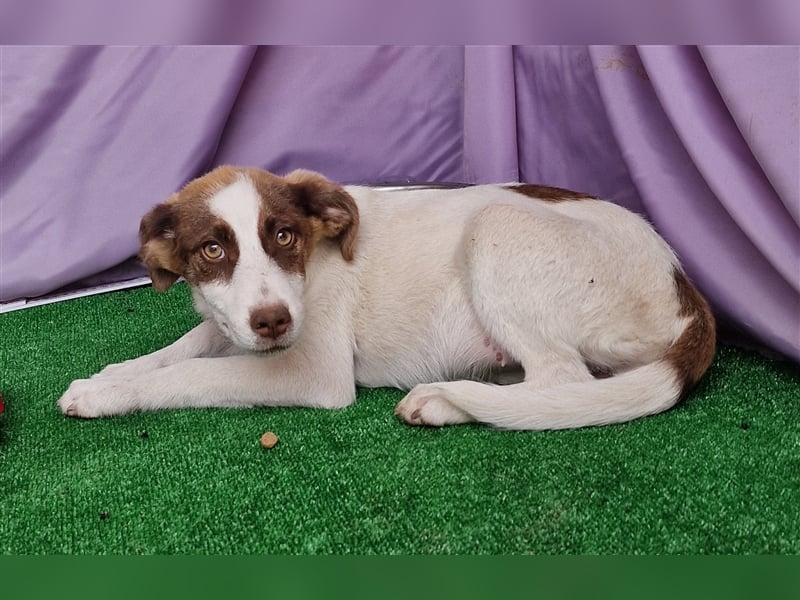 Kim - zurückhaltend und verträglich