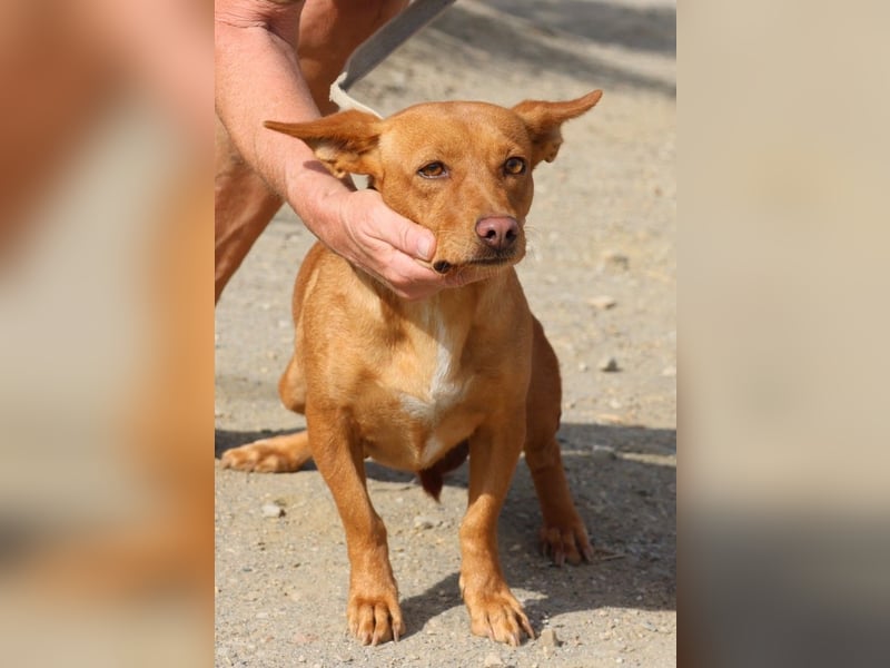 Minnie, anhänglich, lernwillig, freundlich