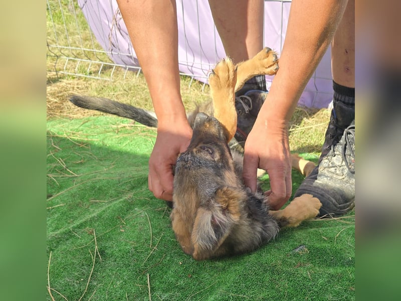 Nuri - jung und aufgeweckt