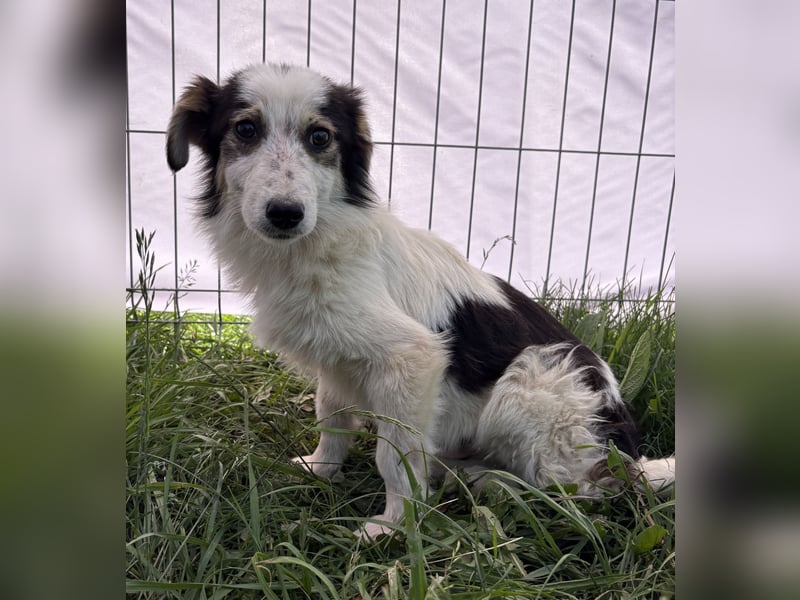 Elliot - jung und lernwillig