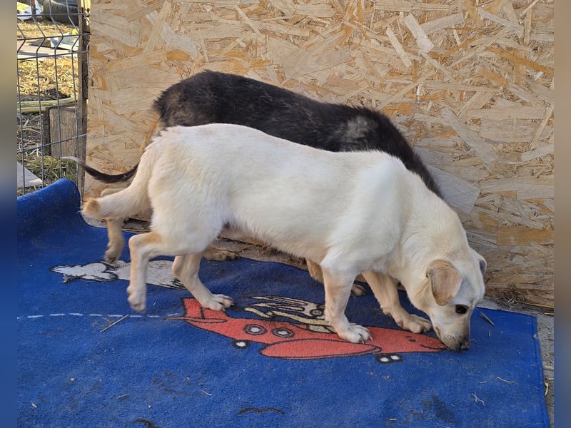 Robin - freundlich und lernwillig