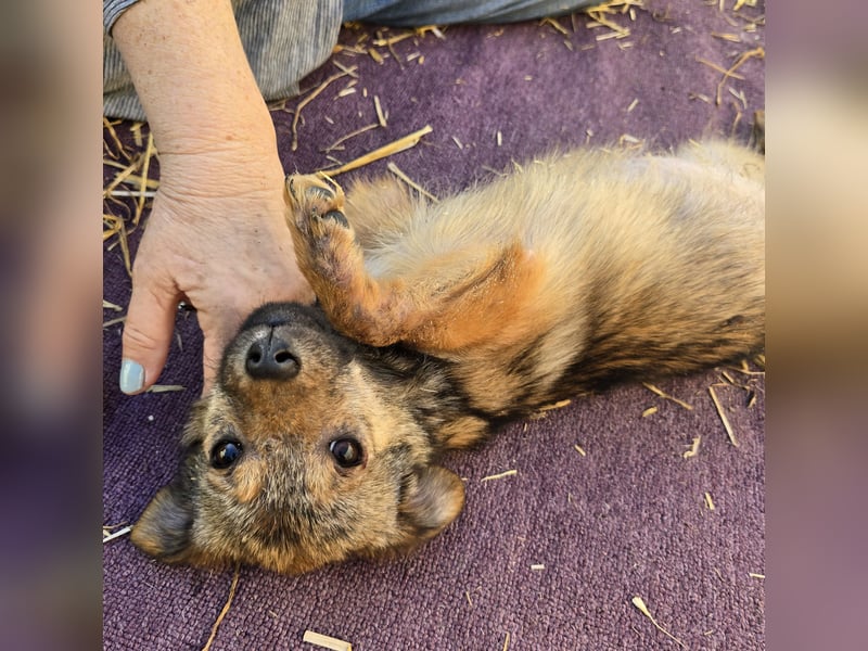 Anne - freundlich und verspielt