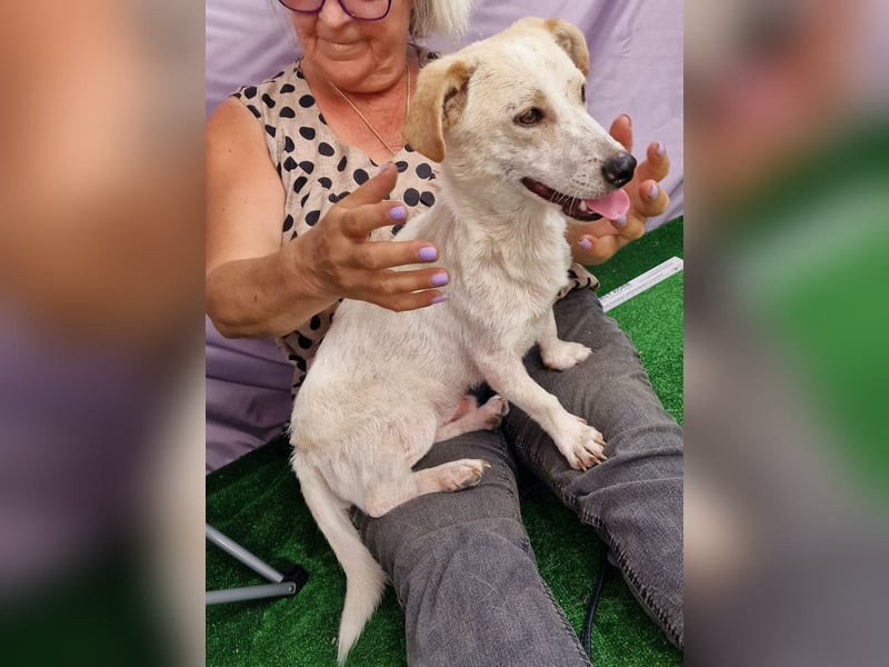 Buddy - zutraulich und aufgeschlossen