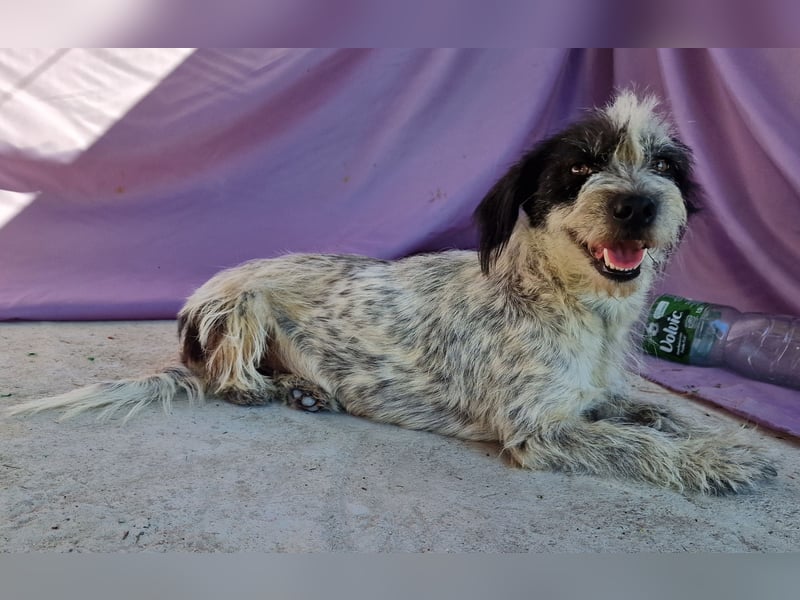 Whitney - neugierig und verschmust