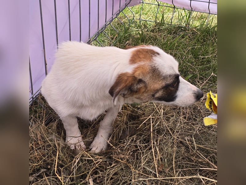 Minja - jung und verträglich