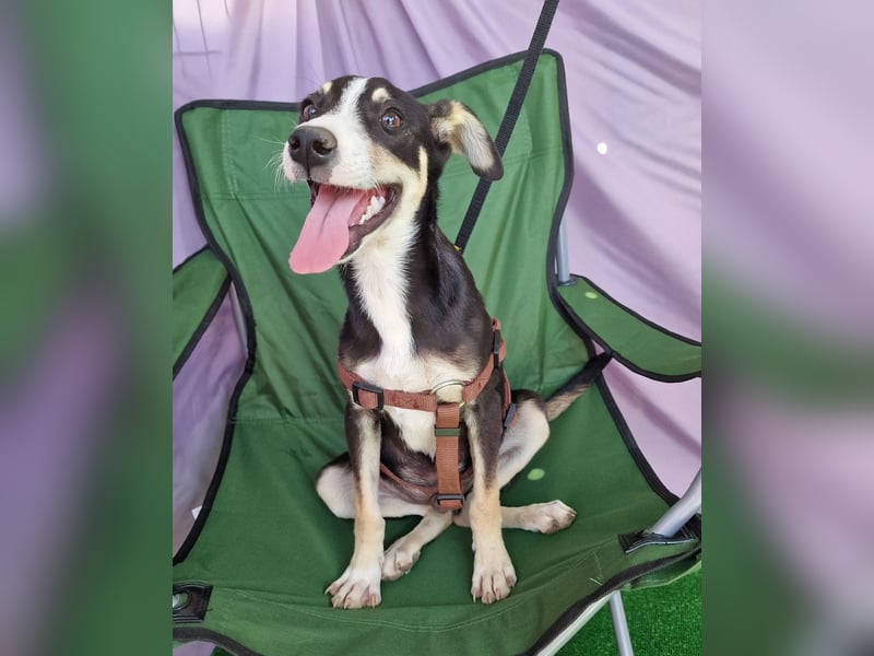 Paule - aufgeweckt und neugierig