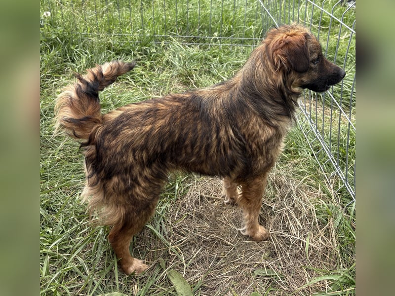 Enya - neugierig und aufmerksam