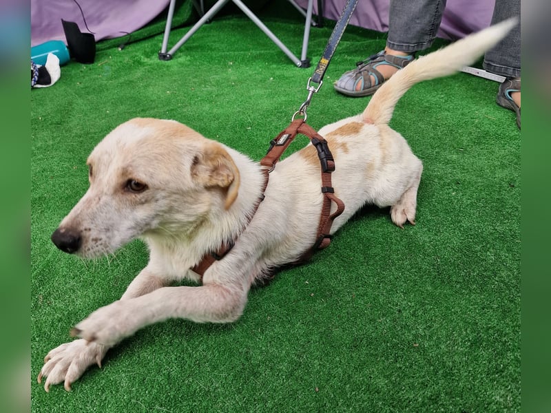 Buddy - zutraulich und aufgeschlossen