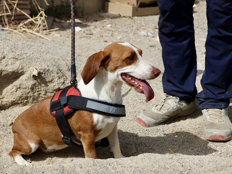 Lola - verschmust, neugierig und freundlich