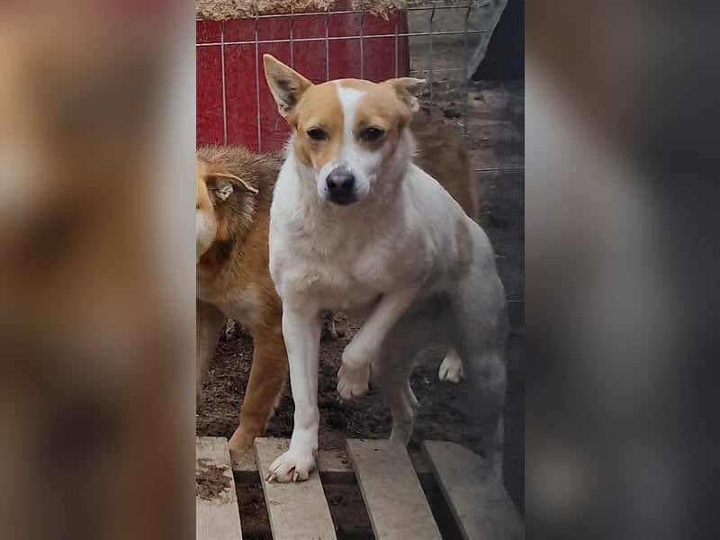 Lulu - freundlich und schüchtern