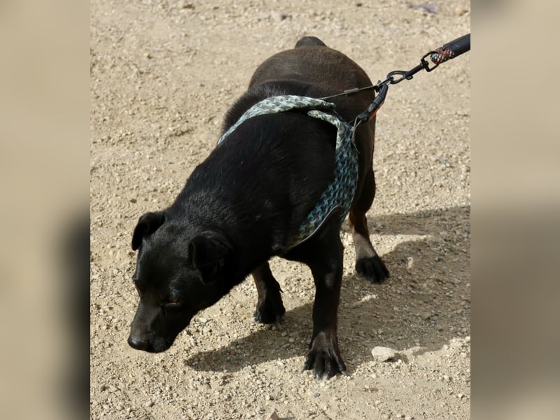 Zeus - lässt sich gerne streicheln,  neugierig und freundlich