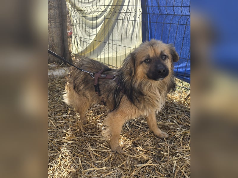 Carlo - verschmust und freundlich