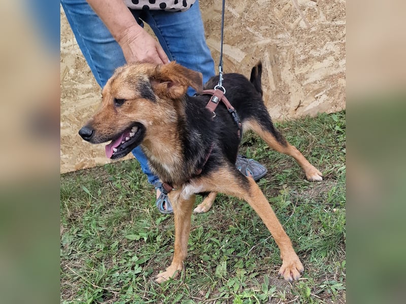 Juniper - agil und verschmust