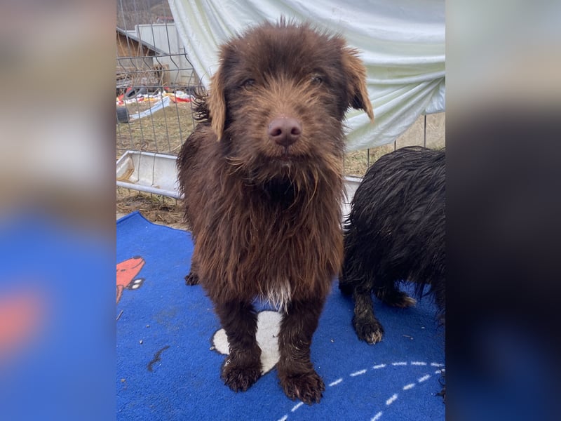 Sam - freundlich und verträglich