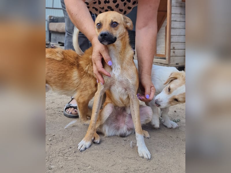 Magnus - zutraulich und menschenbezogen