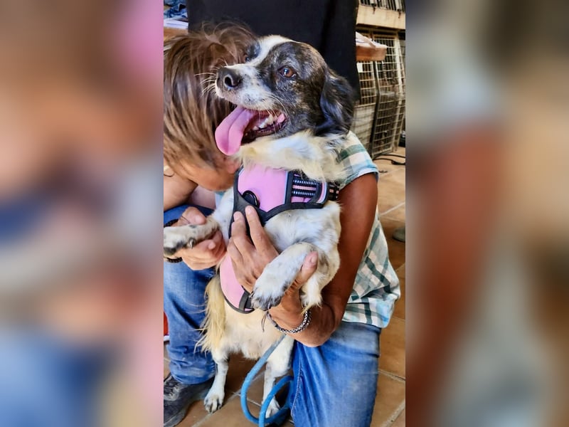 Nico - verschmust, neugierig und lernwillig