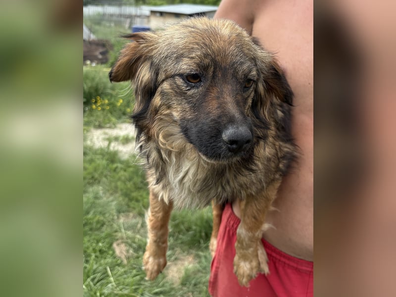 Enya - neugierig und aufmerksam