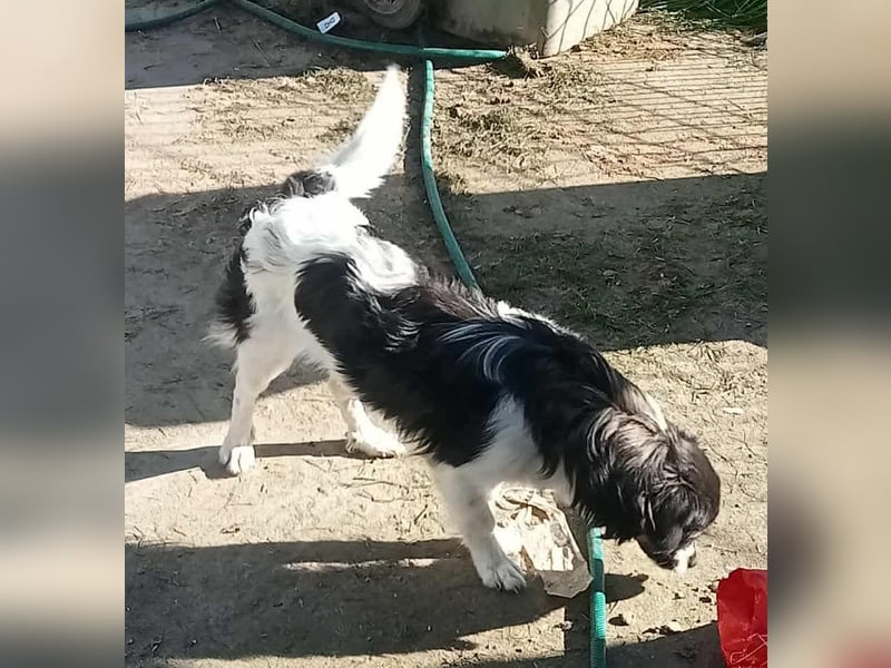 Babsi - freundlich und lernwillig