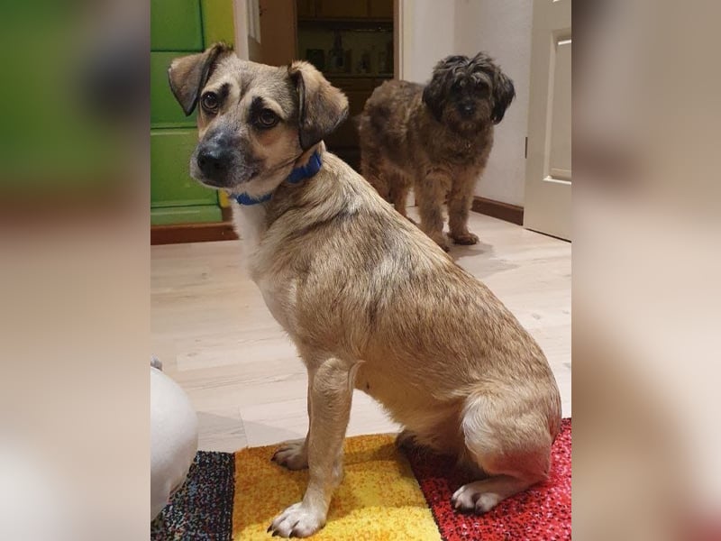 Caya - neugierig und verträglich - BEREITS IN DEUTSCHLAND