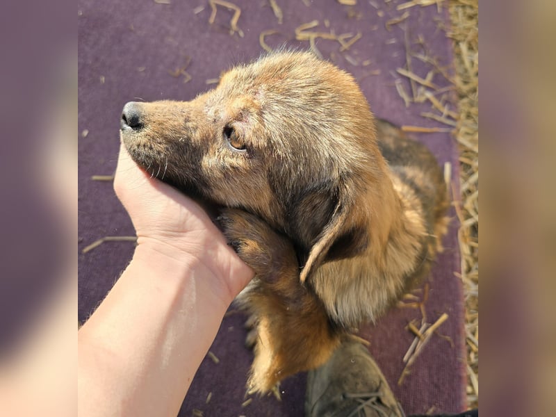 Anne - freundlich und verträglich