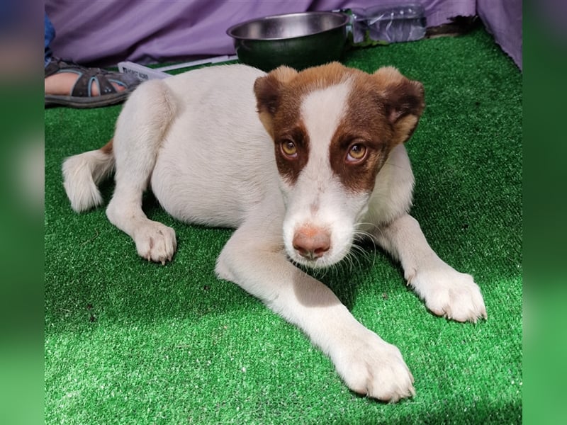 Kim - zurückhaltend und verträglich