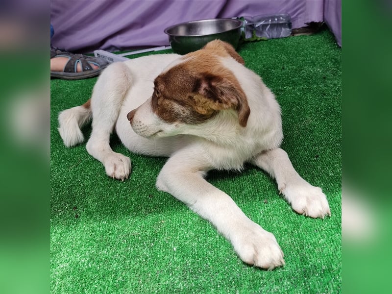 Kim - zurückhaltend und verträglich