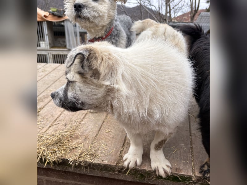 Jubata - freundlich und verschmust