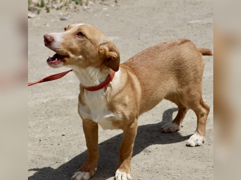 Goofy- Streichelfreund, offen und freundlich