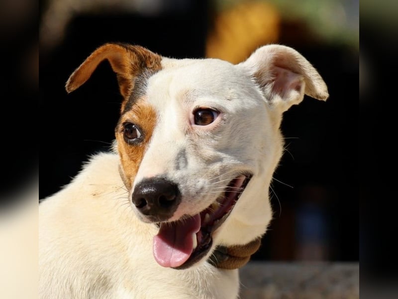 Parche - familiengeeignet, freundlich und lernwillig