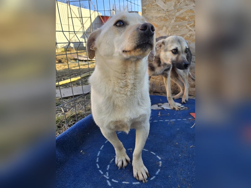 Robin - freundlich und lernwillig