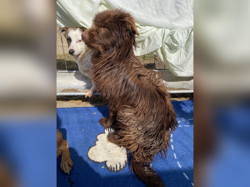 Sam - freundlich und verträglich